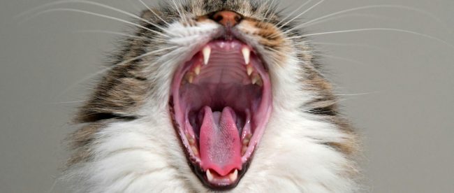 Cat yawning