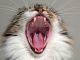 Cat yawning