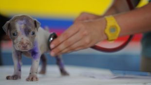 This image shows a puppy at the vets being looked at with a stethoscope.