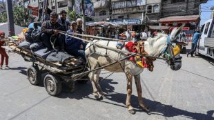 Image of a working donkey in Gaza, pulling a cart of people through the streets.